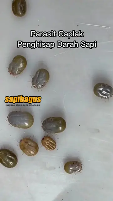 Parasit-Caplak-Penghisap-Darah